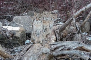 これはかわいいトリオ。偶然遭遇した3匹のボブキャットをドローン撮影（アメリカ）
