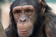 人間とチンパンジーを交配しヒューマンジーを誕生させた鬼畜実験ｗｗｗ