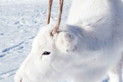 【画像】ノルウェーで撮影された純白のトナカイの赤ちゃんが可愛すぎる！！！