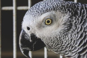 動物園のインコがお互い「汚い言葉」を教え合い→ 笑いながら来園者を罵倒しまくる事件に発展ｗｗｗｗｗ
