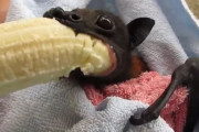 コウモリがバナナ食ってる動画wwwwwwwwwwwwwwwwwwwwwwww