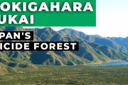 海外視聴者「美しいけど悲しい…」なぜ〇〇の名所に？日本の青木ヶ原樹海