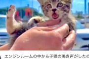 【朗報】タイピー日記さん、炎天下の車のエンジンルームから子猫を保護する