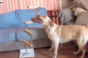 犬も科学する？かしこいラブラドール女史によるオモチャ取り出し大作戦