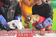 【動画】中国、動物園でトラからウサギへの干支引き継ぎ式、トラがウサギを襲う！