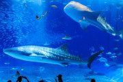 ジンベエザメがいる水族館一覧(2019年版)