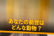 【SKE48】浅井裕華の前世は「鼻ほじったゴリラ」…