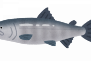 川魚ってなんでまずいの？
