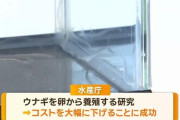【朗報】 完全養殖ウナギ、生産コストが1/20に下がる