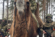 ロシア軍、ラクダを戦場で使用…寒い環境でも活躍！
