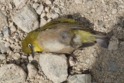 【悲報】家の前で謎の鳥が死んでたんだが…