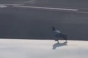 【動画】ハト「おっ飛行機動いてるな…まぁ大丈夫やろ…ｗ」
