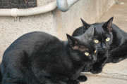 庭にいついてる春生まれの二匹の黒子猫