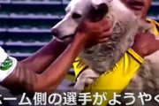 【動画あり】ボリビアのサッカー場にイヌ乱入、スパイクくわえ大はしゃぎ