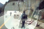 【豚】韓国で10トントラック転倒、豚130頭が路上にあふれる…警察官が4時間の”死闘”