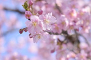 【画像】いい天気だから桜が咲いた