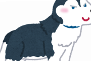 ハスキー犬「かわいいです。カッコいいです。パワーあります。」←この犬種が人気ない理由