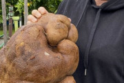 夫婦「庭から超巨大なジャガイモが掘れた！ギネス申請してみよ！」 → 衝撃の事実が判明ｗｗｗｗｗ