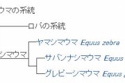 シマウマと言っても現存種だけで3種存在していてそれぞれ別の種類の動物