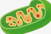 【生物】科学者「ミトコンドリアは単なる細胞小器官ではなく、独自の『生命』だと考えられる」