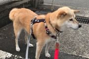 【柴犬画像】まだ散歩では歩かずお地蔵さん状態、ごろごろ柴、柴いぬ氷 ほか【再】