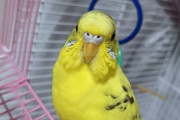 インコって可愛いよな