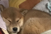 【画像】うちの柴の子犬、今日はスーパーハッスルタイムでした…遊び疲れたみたいですねwww