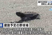 建設費370億円の静岡県浜松市に出来る野球場 ウミガメに影響あり”照明なし案も検討へ
