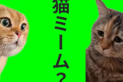 【謎】「猫ミーム」とかいう覇権コンテンツが一瞬で廃れた理由www