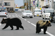 ヒグマ駆除「頼まれても、後から責任を問われるなら…」 北海道猟友会の「拒否検討」が全国に広がる可能性