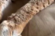 【動画】こういうデカネッコさんと一緒に暮らしたいｗｗｗｗｗｗｗｗｗｗｗｗｗ
