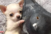 仲良しのチワワとハトのペアの愛くるしさに、ただただ癒されます