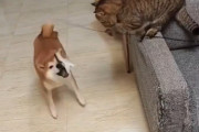 【動画】イッヌ、猫に遊ばれる