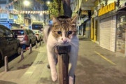 【ねこ画像】車のボンネットで大胆に眠りこける猫さん…野生をお忘れのようですねwww