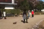 【動画】ワンちゃんさん、ババアに無理矢理引っ張られて足を痛める