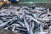 さんま、今ごろ豊漁