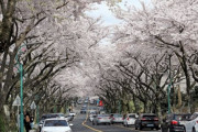 ソウル永登浦区「日本の桜を抜いて韓国の桜を植える」＝韓国の反応