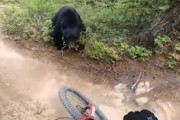 【動画】MTBパークを走行中にクマと2メートルの距離まで接近してしまったライダー。