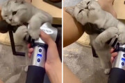 小顔効果狙い？マッサージ器具を自ら顔に押し当てプルプルする猫