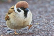 【画像】スズメ、歩く