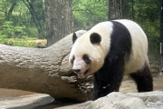 上野動物園「パンダ…？別にいなくてもええやろ」