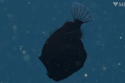 黒すぎてわけわからん！　海に生息する生物で『最も黒い』とされる魚、米カリフォルニアの深海で発見される（動画あり）