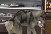 【画像】イッヌさん、コンビニに不法侵入　弁当を食い散らしてしまう・・・w