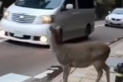 【日本】横断歩道を安全確認して渡るシカさんが海外で話題に！ 海外の反応