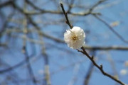 【画像】桜の季節だね。梅はもう終わりだった