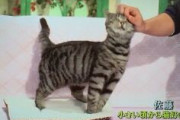 甘えてる動物の画像ください！