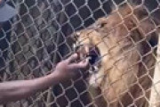 【動画】 動物園スタッフさん、ライオンを挑発したら指を食い千切られる・・ 衝撃動画が流出
