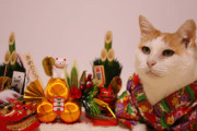 【ねこ画像】振袖や袴姿でお正月を盛り上げる猫さん達…よくお似合いですねwww