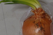 【画像】玉ねぎから変なのが生えてきた