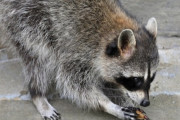 お米の研ぎ方をアライグマ方式にしたらごはん臭くなくなって草